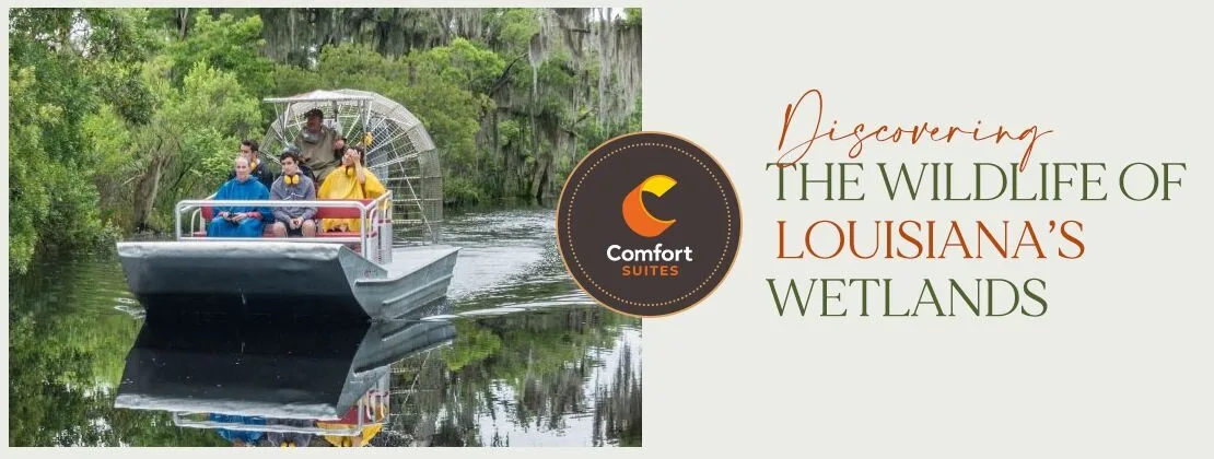 Discovering The Wildlife Of Louisiana’s Wetlands